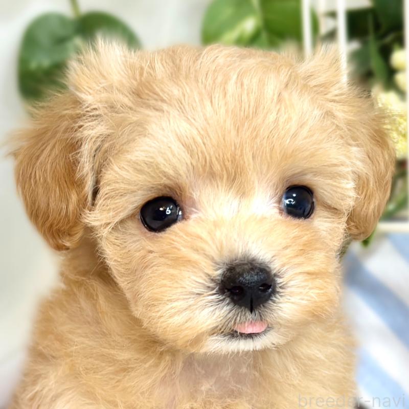 成約済の滋賀県のマルプー:マルチーズ×トイプードル-418952