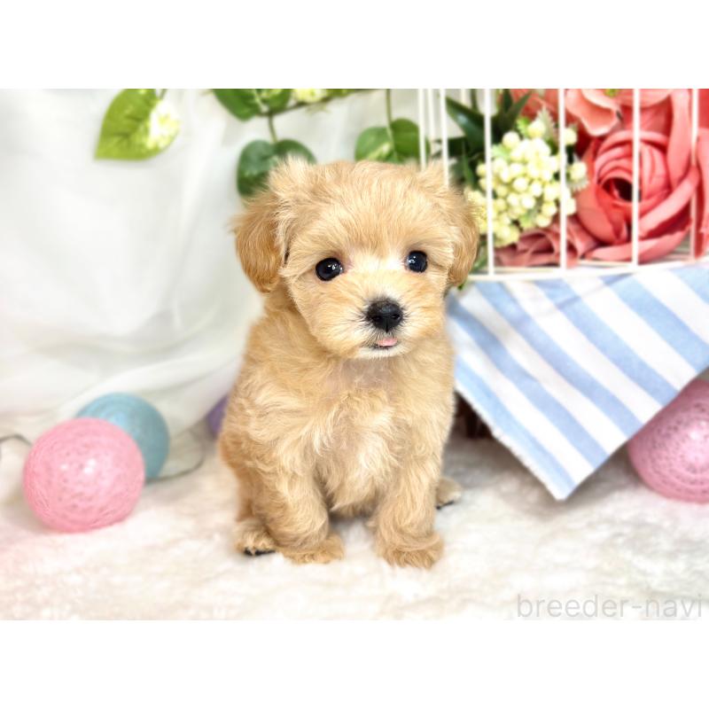 成約済の滋賀県のマルプー:マルチーズ×トイプードル-418952の4枚目