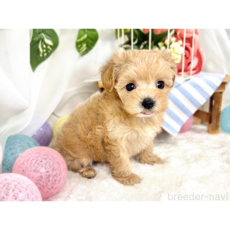 成約済の滋賀県のマルプー:マルチーズ×トイプードル-418952の3枚目