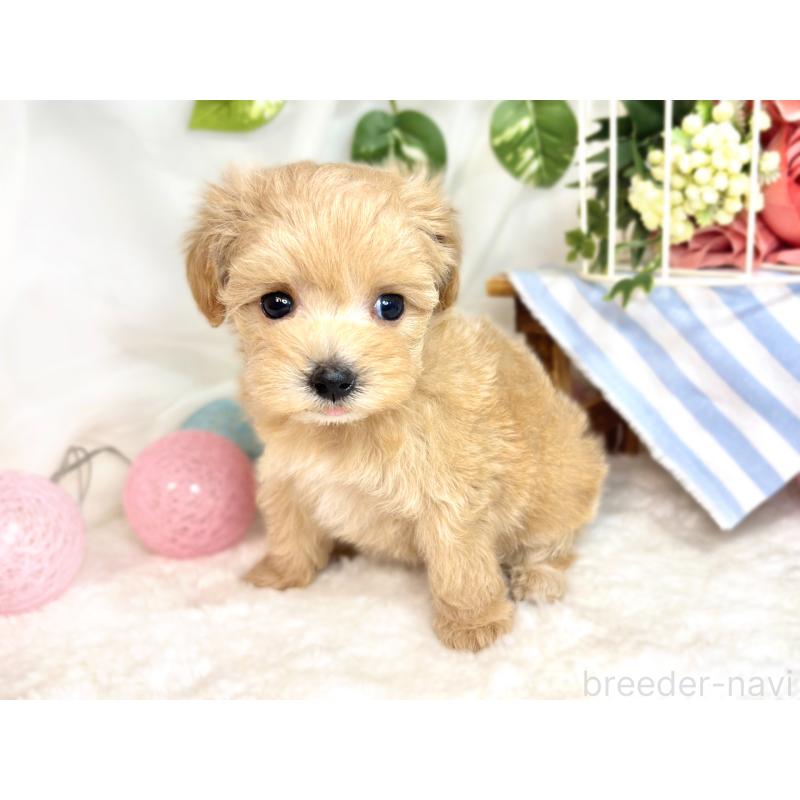 成約済の滋賀県のマルプー:マルチーズ×トイプードル-418952の2枚目