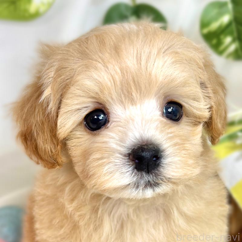 成約済の滋賀県のマルプー:マルチーズ×トイプードル-418953