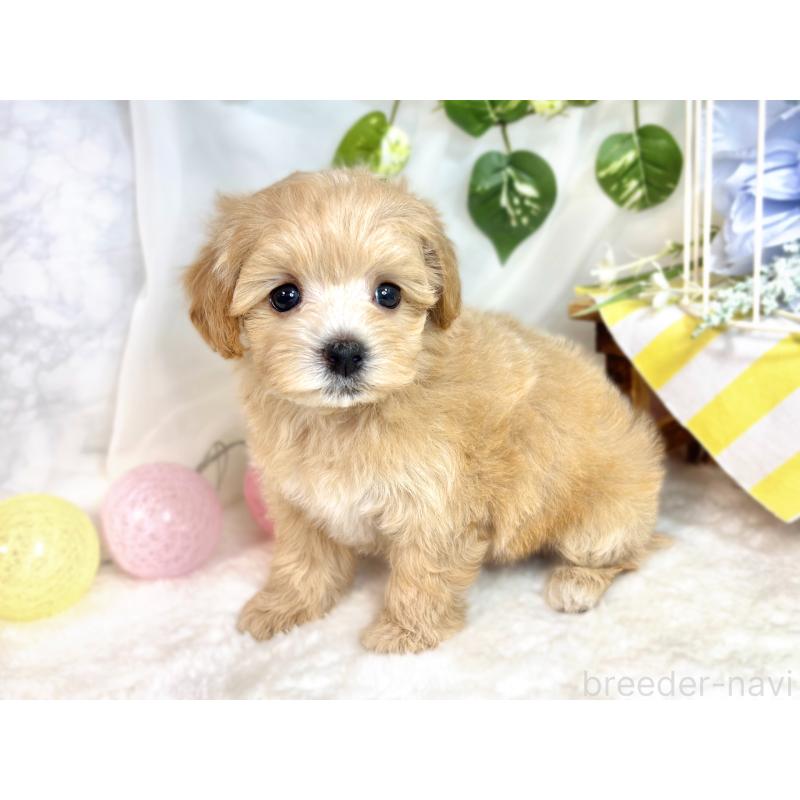 成約済の滋賀県のマルプー:マルチーズ×トイプードル-418953の2枚目