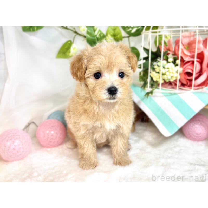 成約済の滋賀県のマルプー:マルチーズ×トイプードル-418954の4枚目