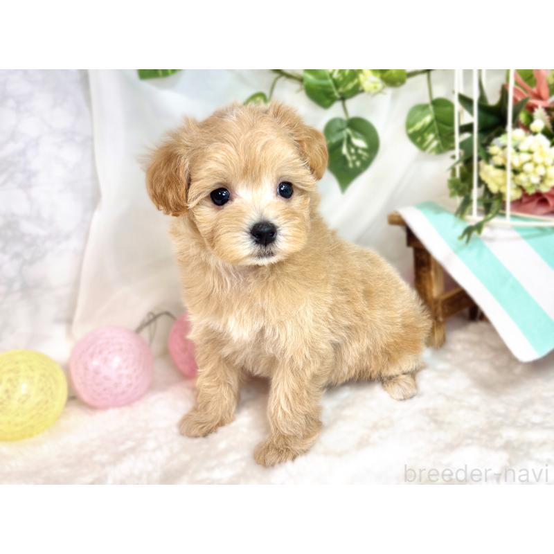 成約済の滋賀県のマルプー:マルチーズ×トイプードル-418954の3枚目