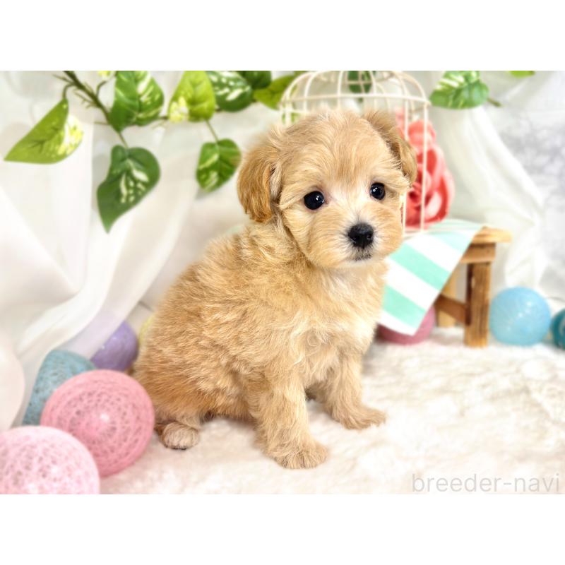 成約済の滋賀県のマルプー:マルチーズ×トイプードル-418954の2枚目