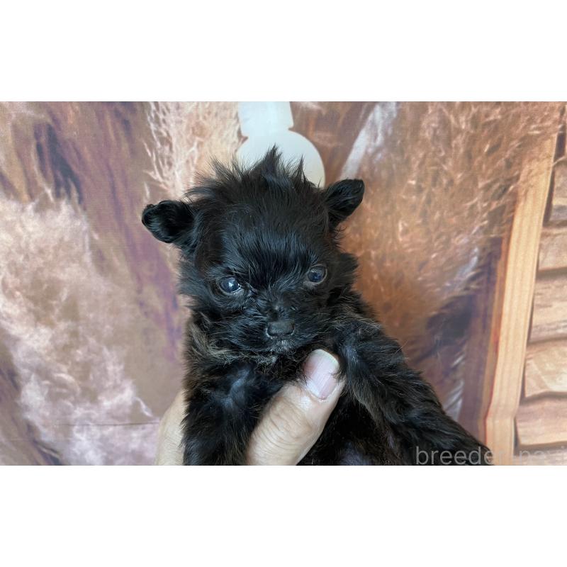 販売中の北海道のミックス犬-420293の4枚目