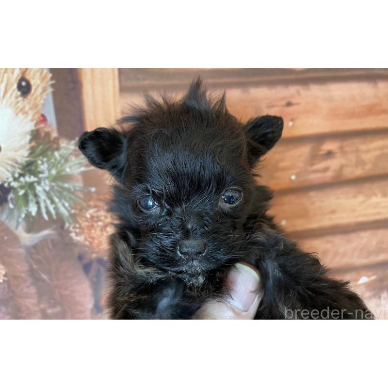 販売中の北海道のミックス犬-420293の3枚目