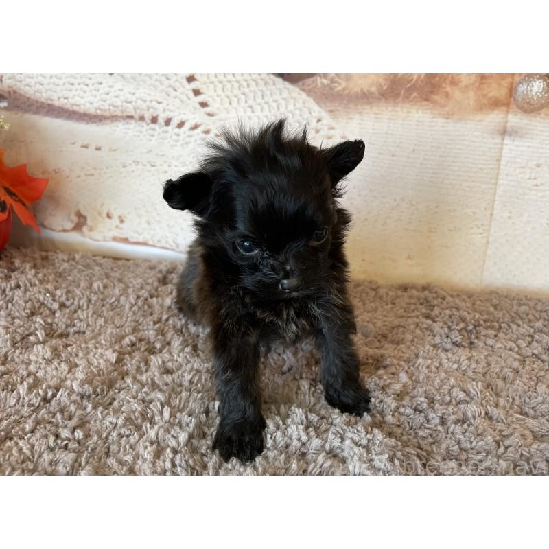 販売中の北海道のミックス犬-420293の2枚目