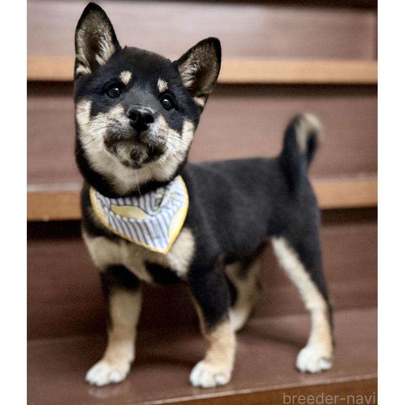 販売中の埼玉県の豆柴-413261の5枚目