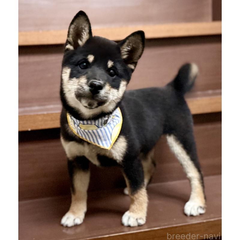 販売中の埼玉県の豆柴-413261の4枚目