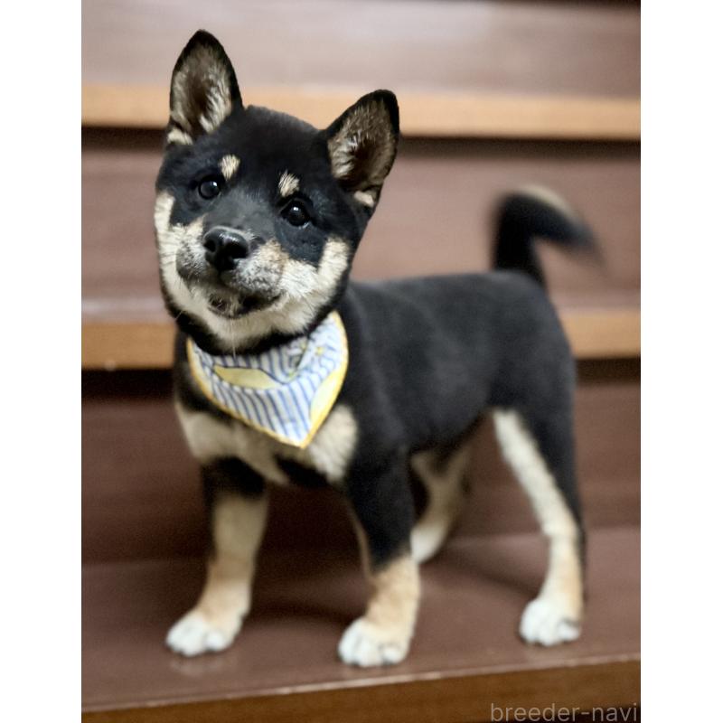 販売中の埼玉県の豆柴-413261の3枚目