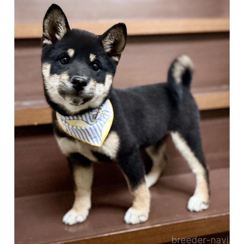 販売中の埼玉県の豆柴-413261の2枚目