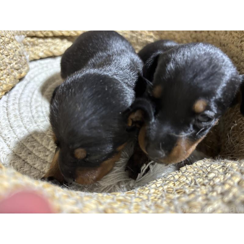 成約済の千葉県のトイマンチェスターテリア-416913の2枚目