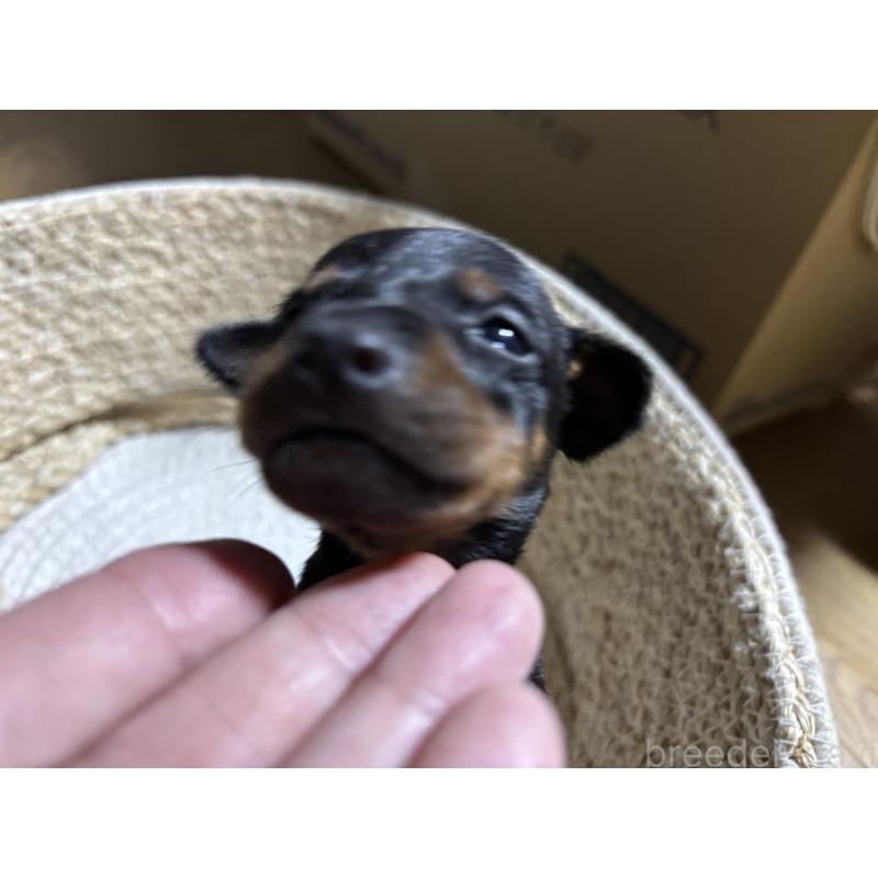 商談中の千葉県のトイマンチェスターテリア-416908の5枚目