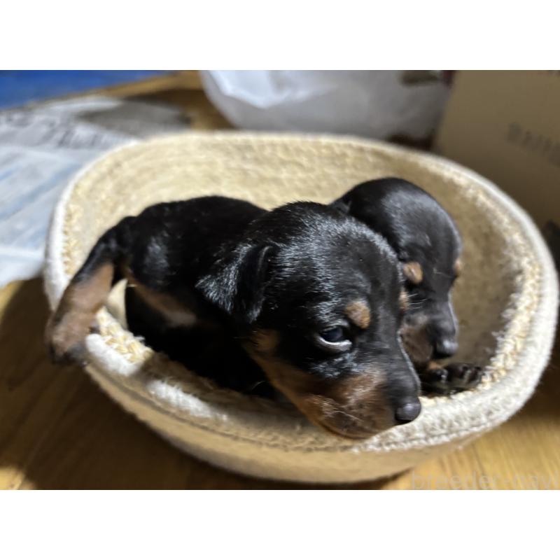 商談中の千葉県のトイマンチェスターテリア-416908の4枚目