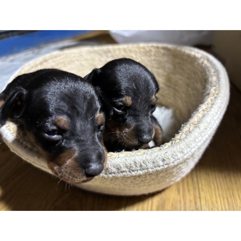 販売中の千葉県のトイマンチェスターテリア-416907の7枚目