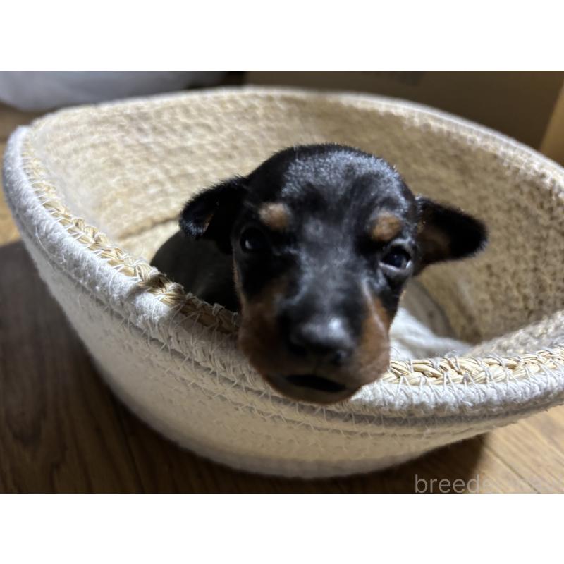 販売中の千葉県のトイマンチェスターテリア-416907の5枚目