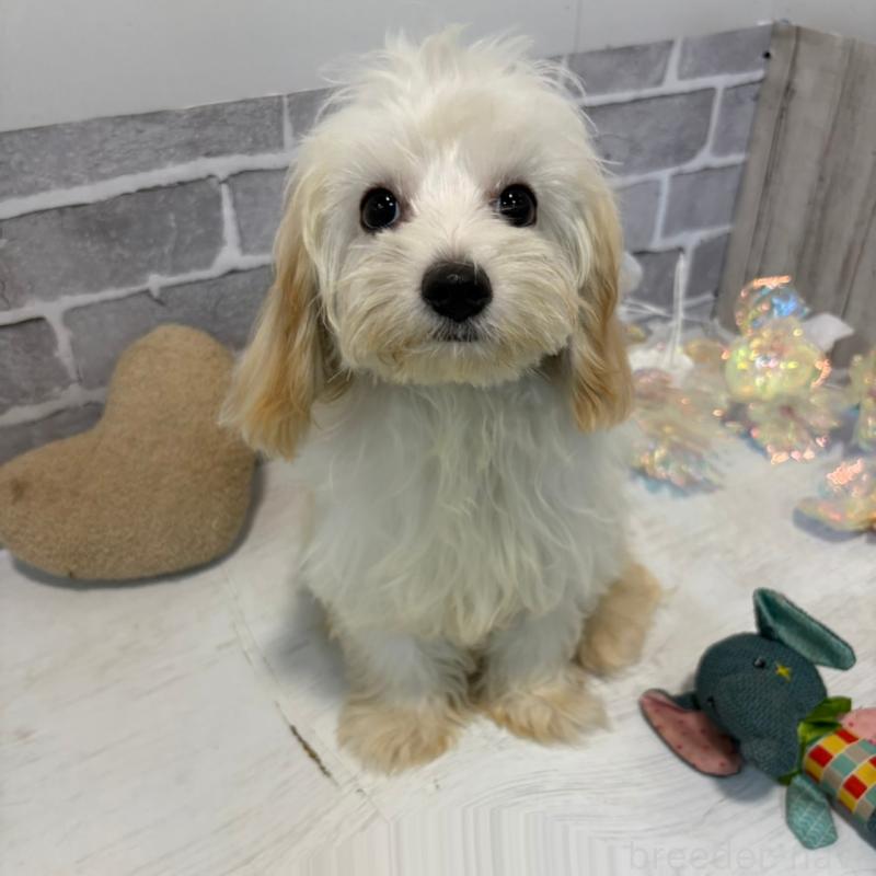 販売中の東京都のキャバプー:キャバリア×トイプードル-394780の2枚目