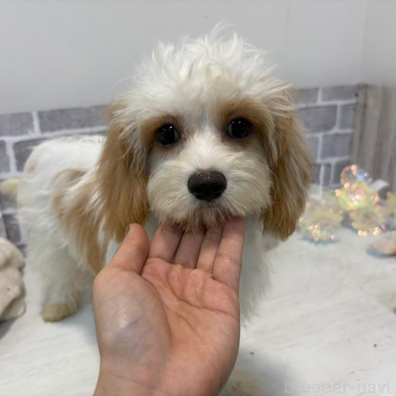 販売中の東京都のキャバプー:キャバリア×トイプードル-394779の2枚目