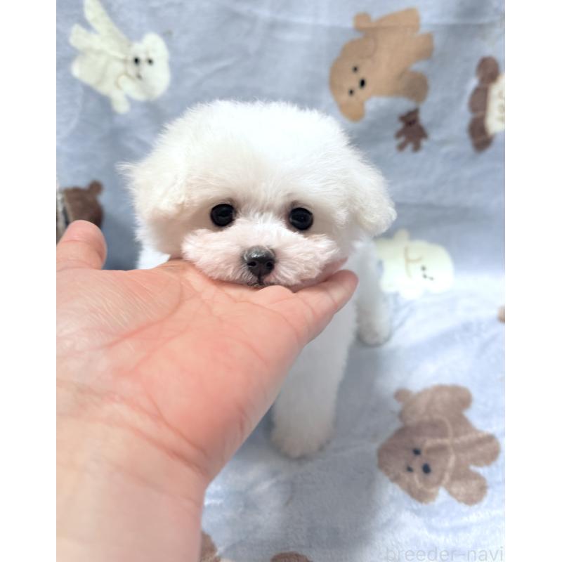 販売中の山形県のビションフリーゼ-417816の10枚目