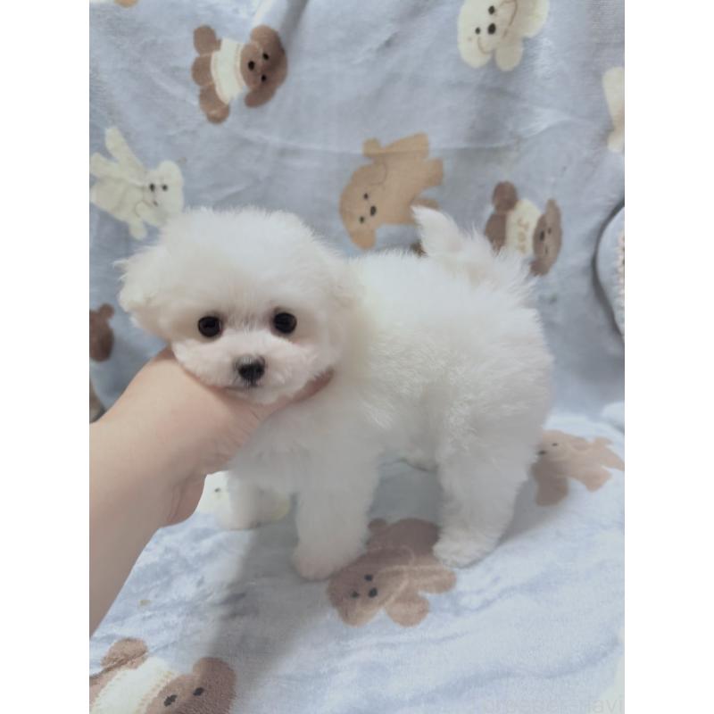 販売中の山形県のビションフリーゼ-417816の9枚目