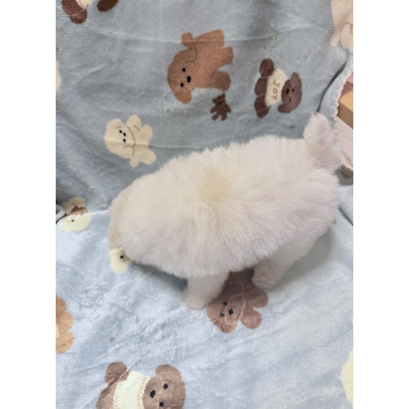 販売中の山形県のビションフリーゼ-417816の8枚目