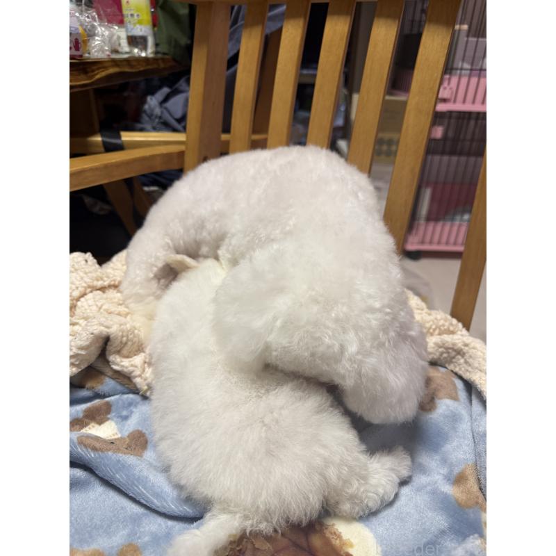 販売中の山形県のビションフリーゼ-417816の7枚目