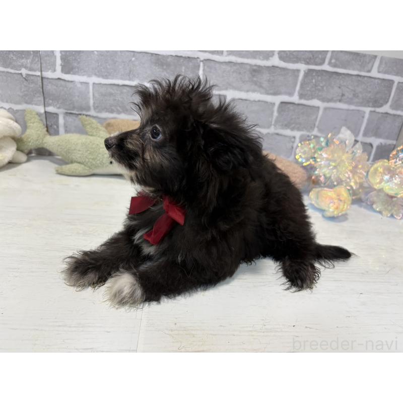 販売中の東京都のミックス犬-408784の3枚目