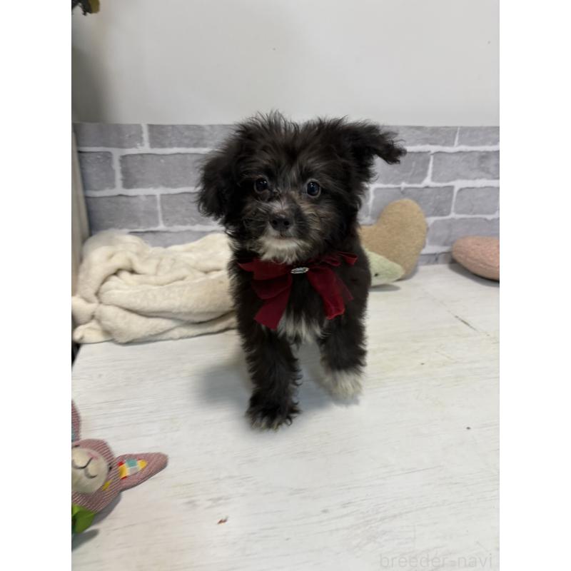 販売中の東京都のミックス犬-408784の2枚目