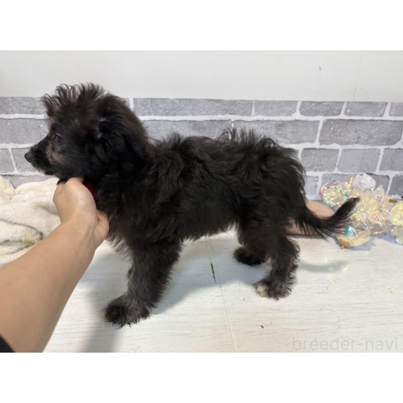 販売中の東京都のミックス犬-408777の2枚目