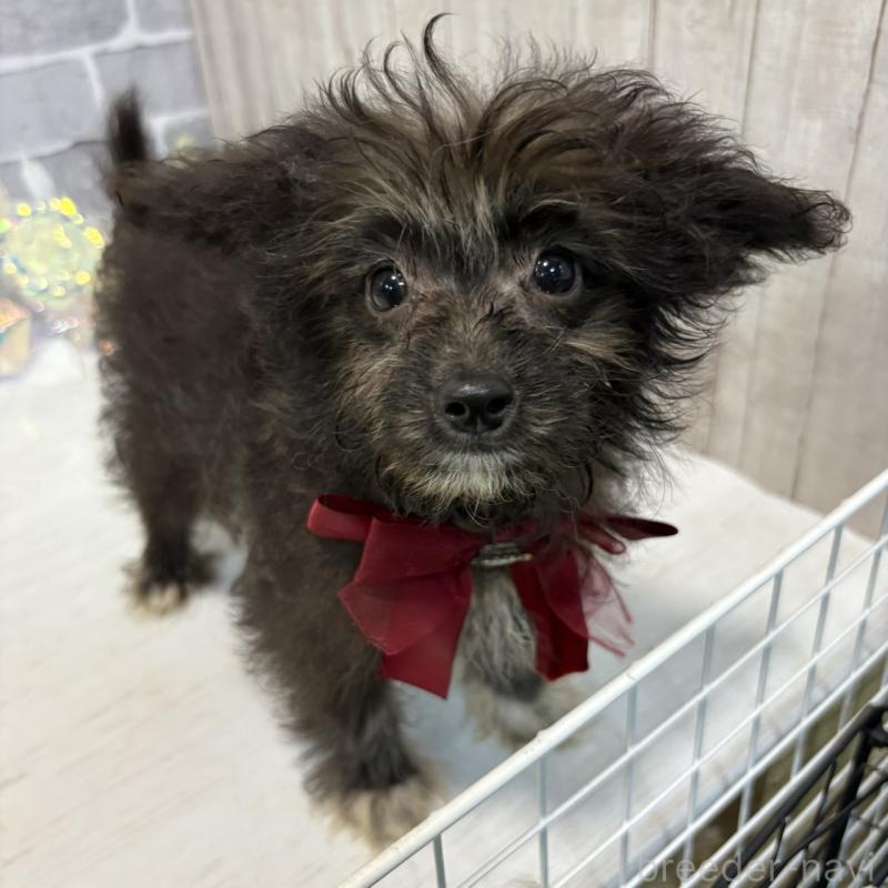 販売中の東京都のミックス犬-408785