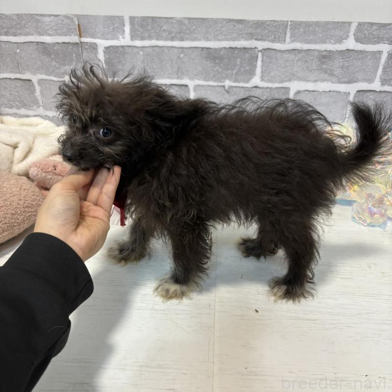 販売中の東京都のミックス犬-408785の2枚目