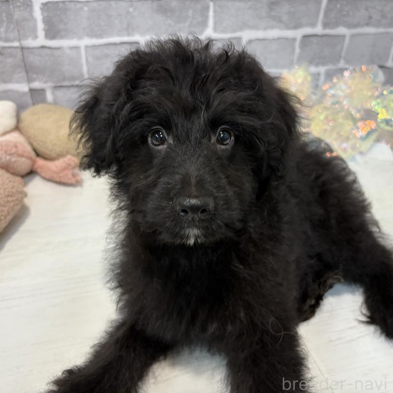 販売中の東京都のミックス犬-408786の3枚目