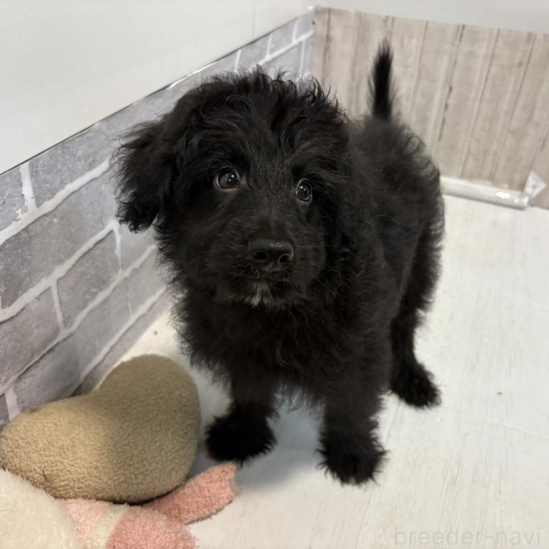 販売中の東京都のミックス犬-408786の2枚目