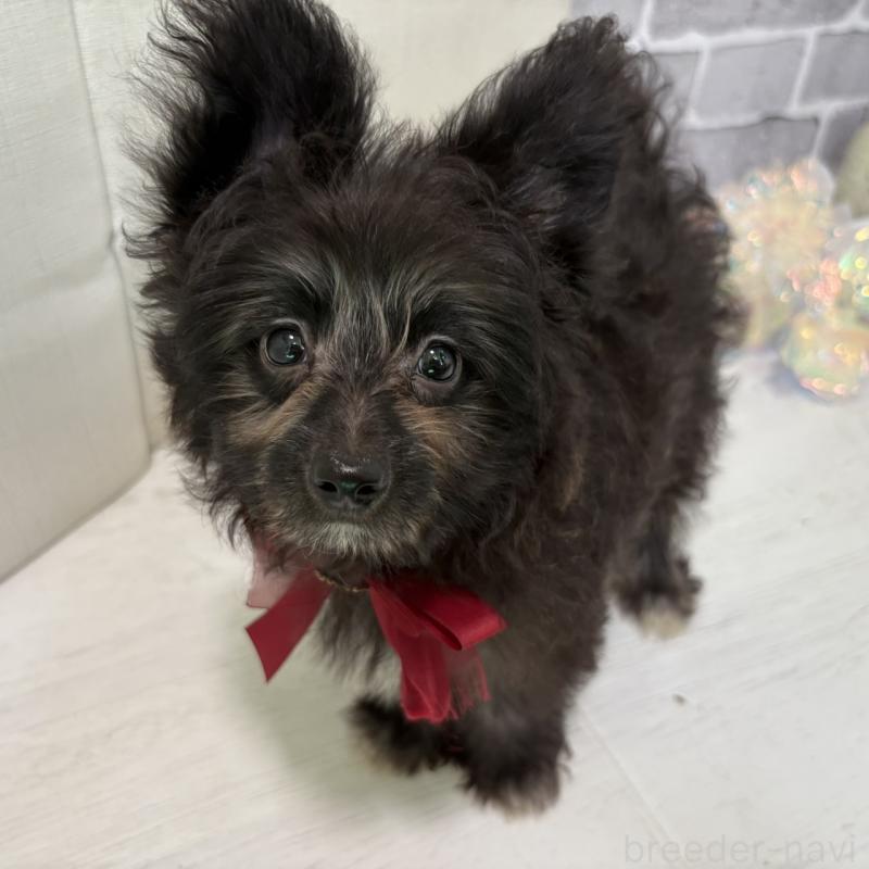 販売中の東京都のミックス犬-408783