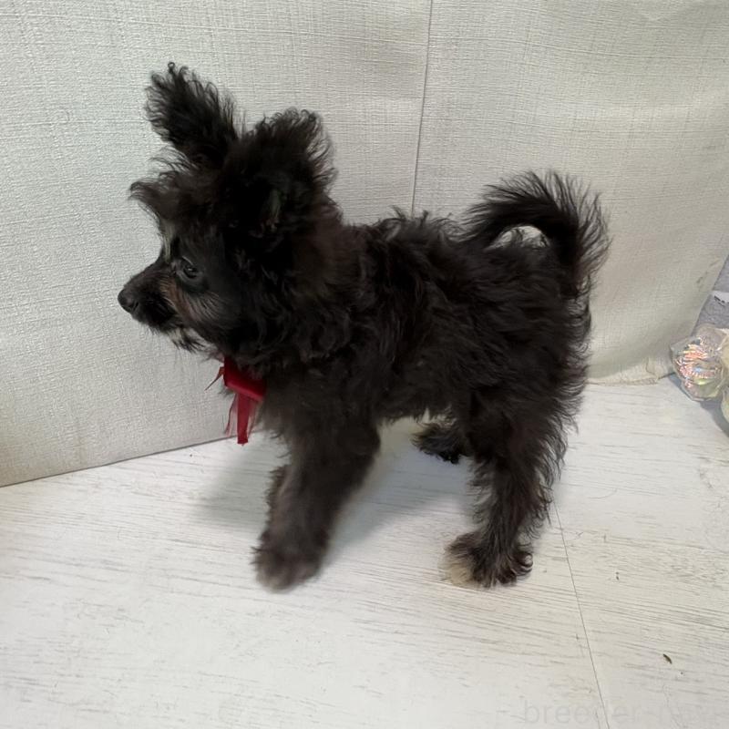 販売中の東京都のミックス犬-408783の2枚目