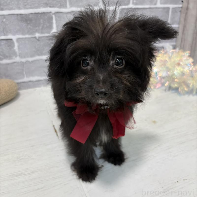 販売中の東京都のミックス犬-408778の2枚目