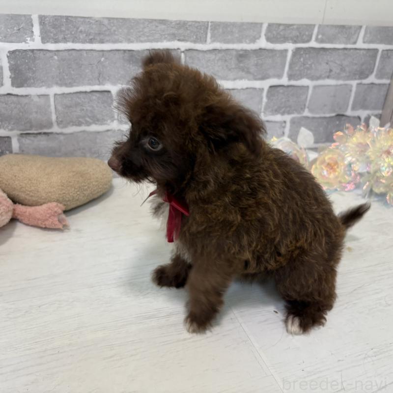 販売中の東京都のミックス犬-408781の3枚目