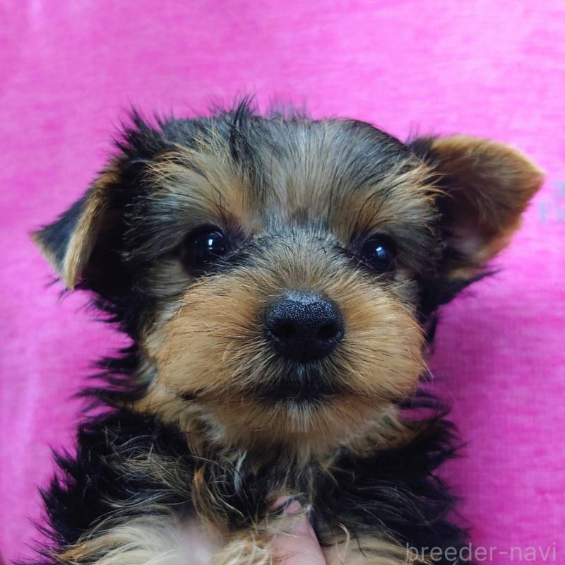 成約済の山口県のヨークシャーテリア-413899の5枚目