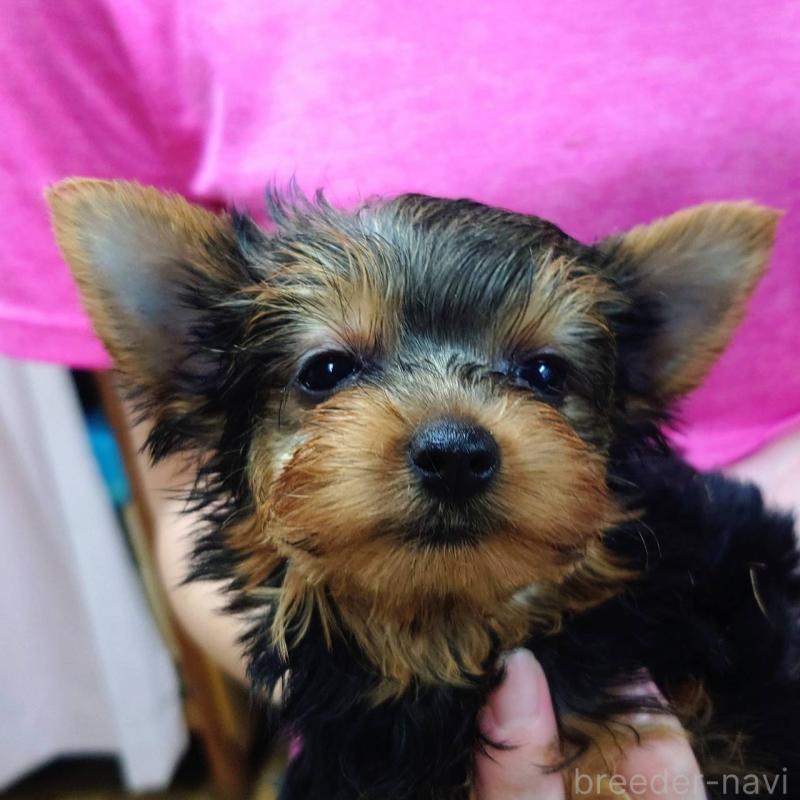 成約済の山口県のヨークシャーテリア-416658の5枚目