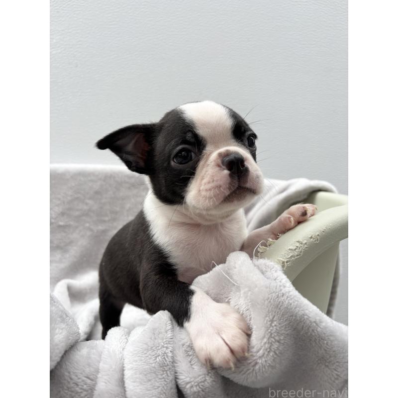 販売中の愛知県のボストンテリア-417490の6枚目