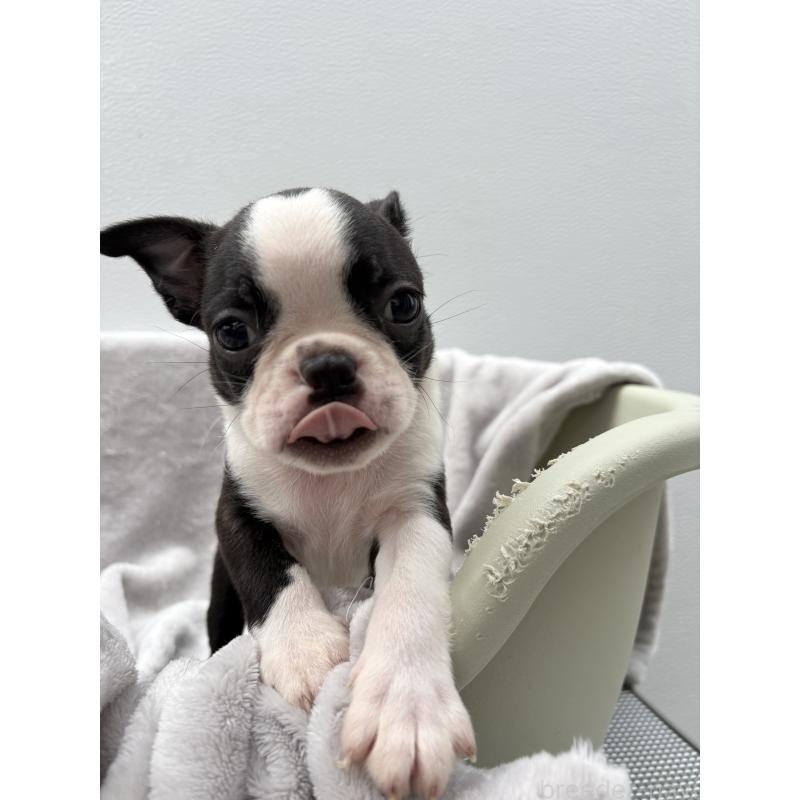 販売中の愛知県のボストンテリア-417490の5枚目