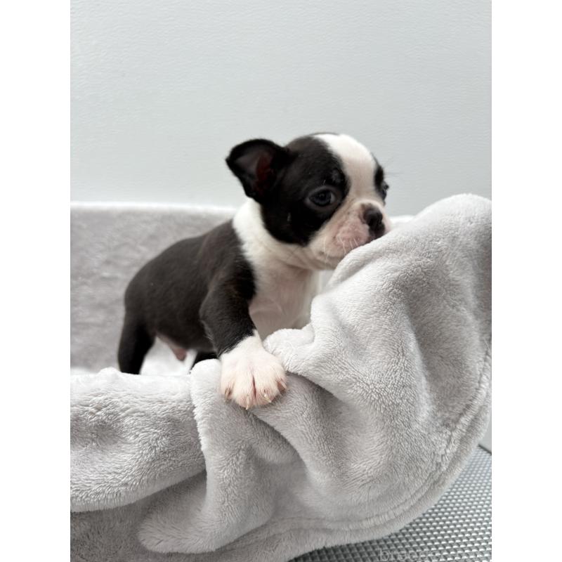 販売中の愛知県のボストンテリア-417490の4枚目