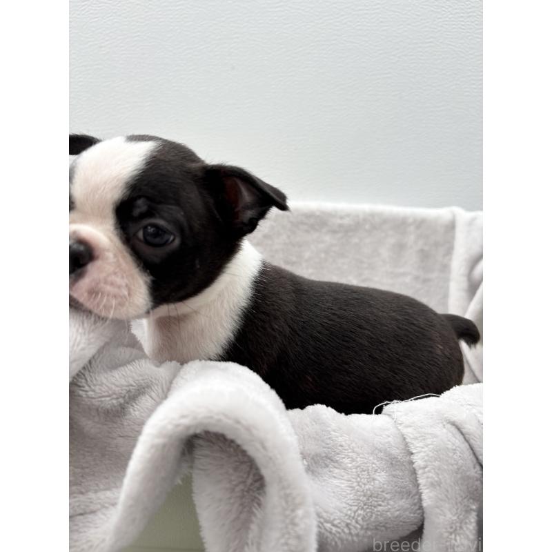 販売中の愛知県のボストンテリア-417490の3枚目