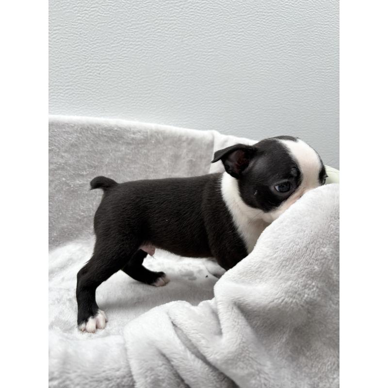 販売中の愛知県のボストンテリア-417490の2枚目