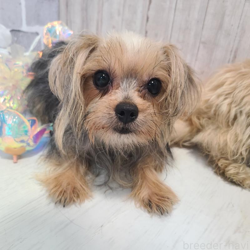 販売中の東京都のミックス犬-351062