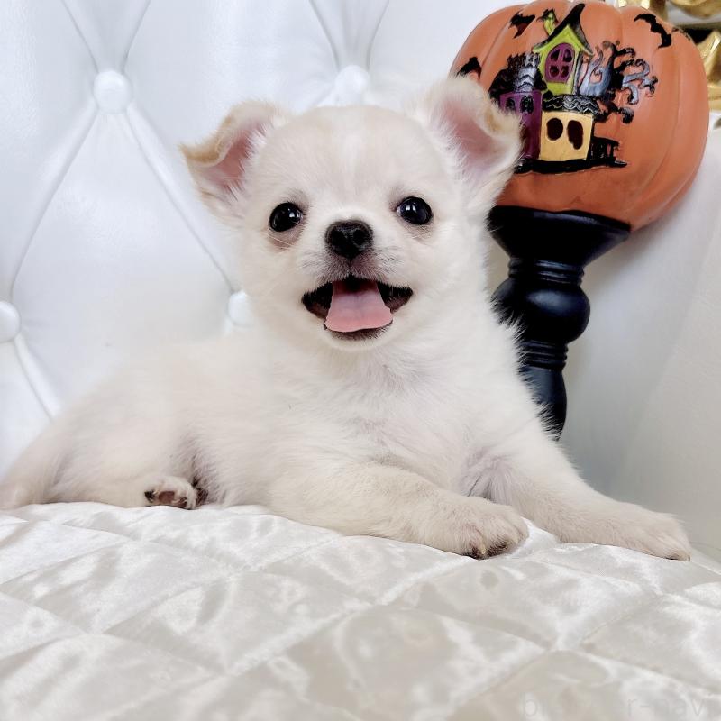 成約済の福岡県のチワワ(ロングコート)-416089の10枚目