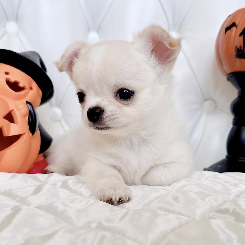 成約済の福岡県のチワワ(ロングコート)-416089の9枚目