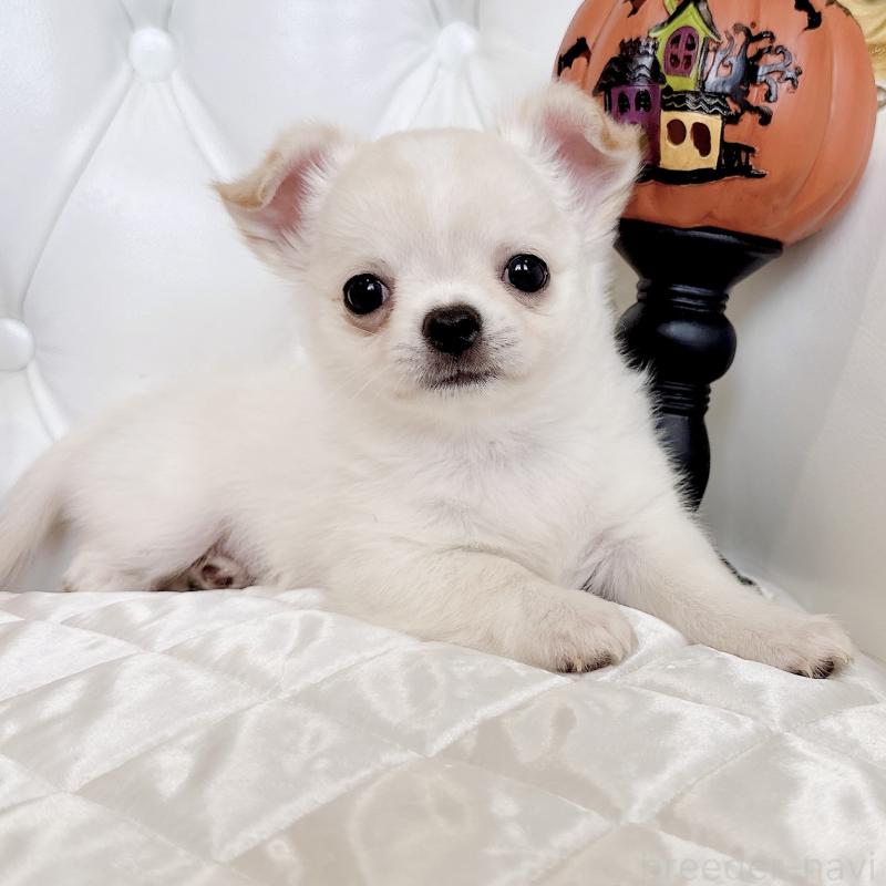 成約済の福岡県のチワワ(ロングコート)-416089の8枚目