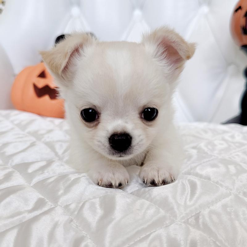 成約済の福岡県のチワワ(ロングコート)-416089の7枚目